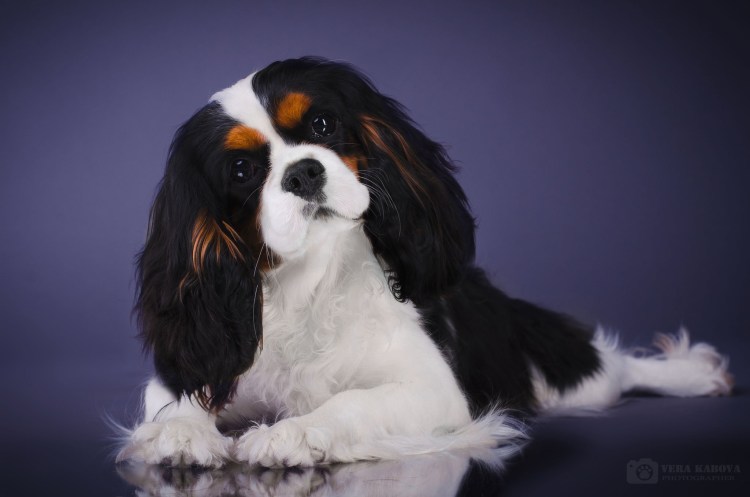 Кинг Чарльз спаниель