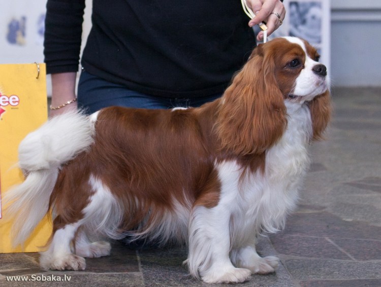 Кавалер Кинг Чарльз спаниель на выставке