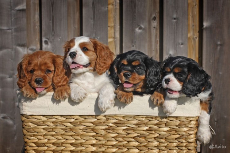 Кавалер-Кинг-Чарльз-спаниель окрасы