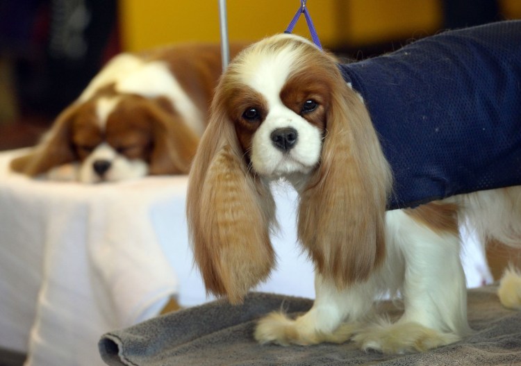 Кавалер Кинг Чарльз спаниель