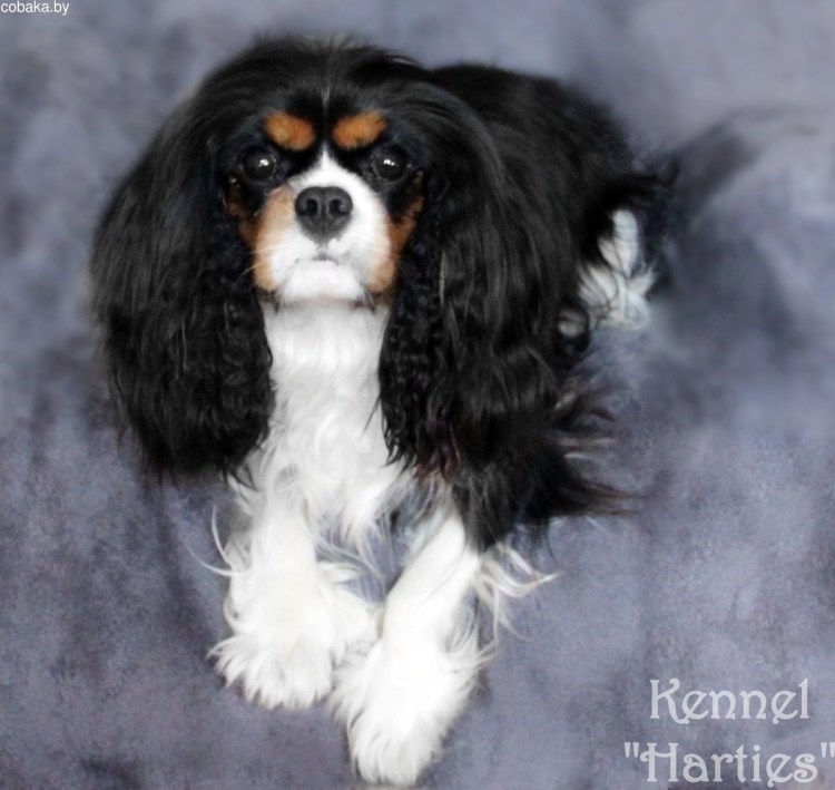 Кавалер собака родители