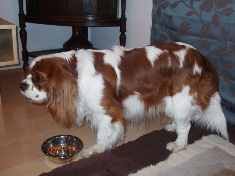 Жирный Кинг Чарльз спаниель