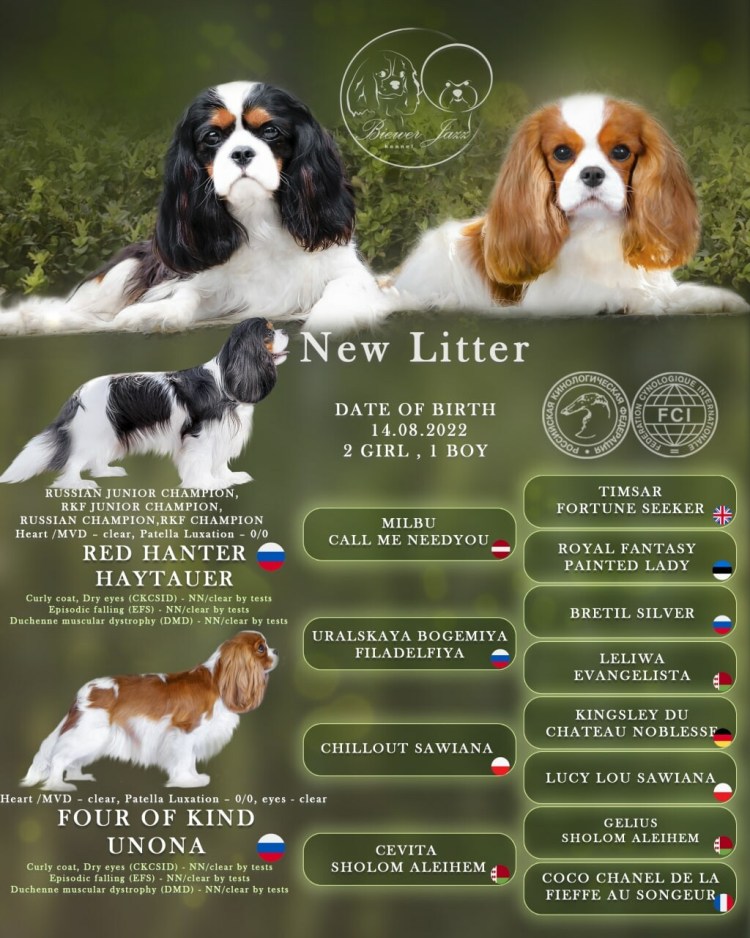 Кавалер Кинг Чарльз спаниель окрас Бленхейм