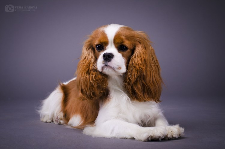 Питомник собак породы спаниель Чарльз Кинг