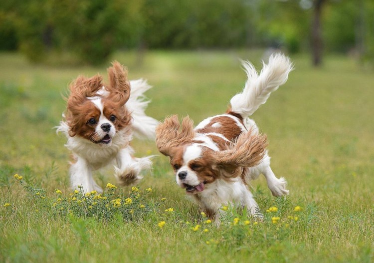 Кавалер Кинг Чанг спаниель