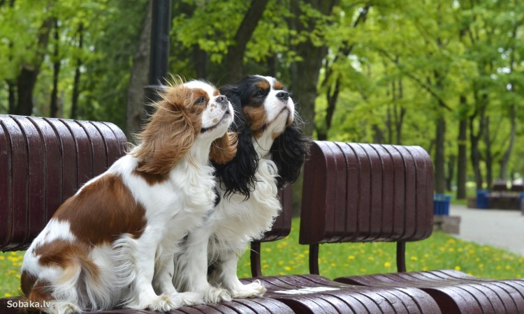 Кавалер Кинг Чарльз спаниель на выставке