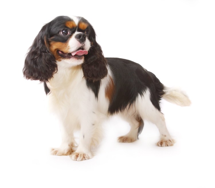 Кинг Чарльз спаниель