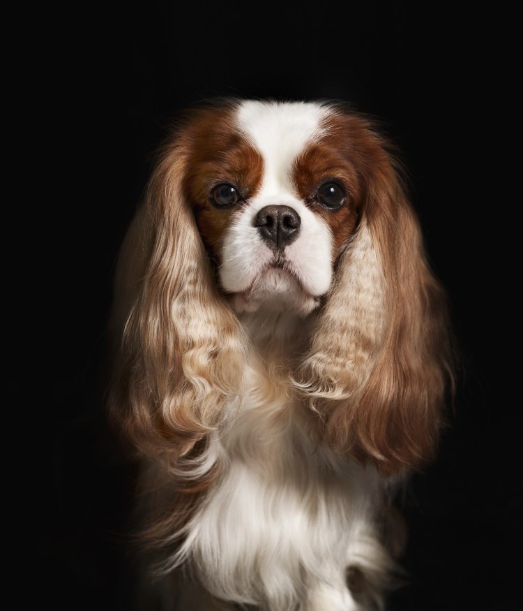 Кавалер Кинг Чарльз спаниель и Кинг Чарльз