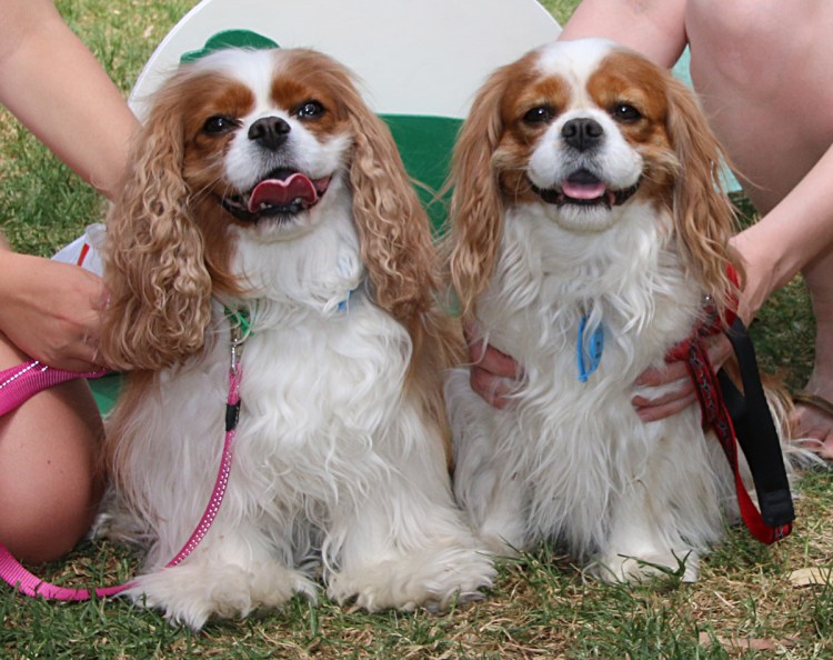 Кинг Чарльз спаниель с хозяином