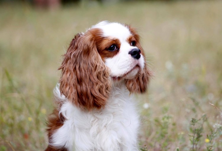 Принц Чарльз кокер спаниель