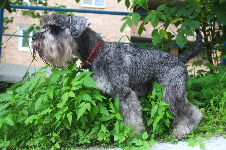 Метис ризеншнауцера