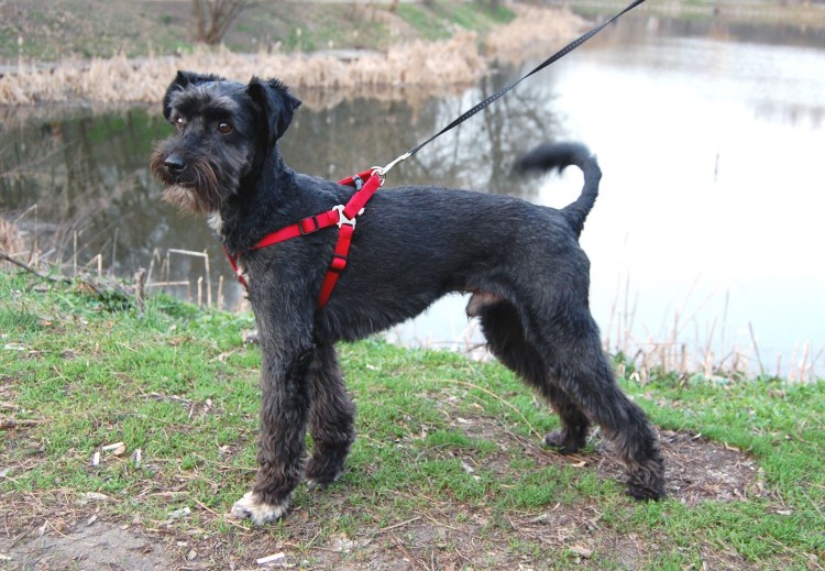 Метис миттельшнауцера