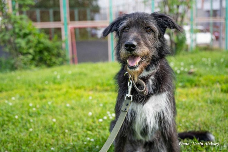 Миттельшнауцер щенок 2 месяца