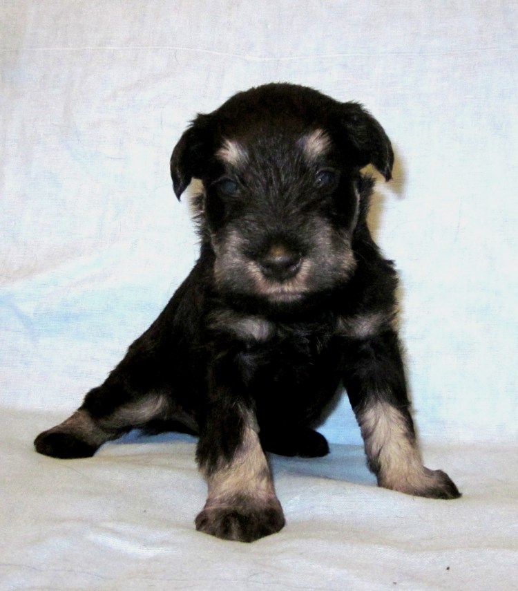 Метис ризеншнауцера и черного терьера