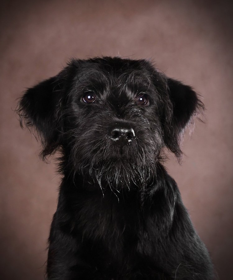 Метис шнауцера