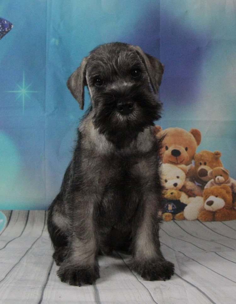 Миттель и цверг