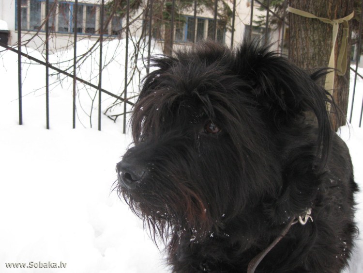 Собаки бородатики