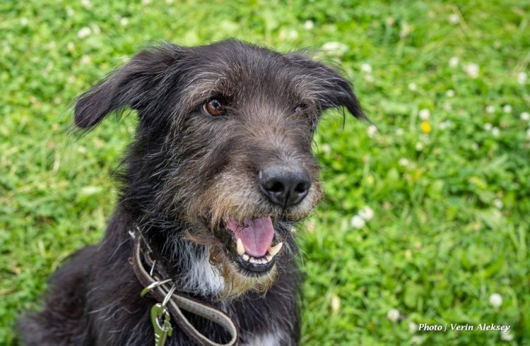 Миттельшнауцер и русская охотничья метис в дар