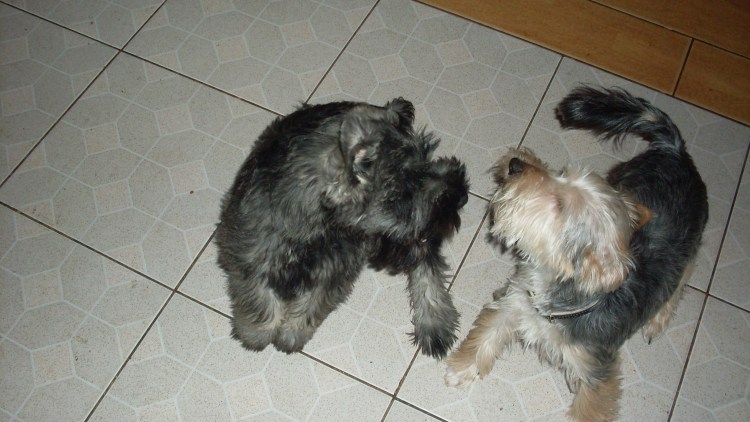 Кулебаки щенки