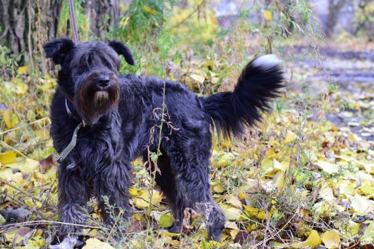 Миттельшнауцер белый