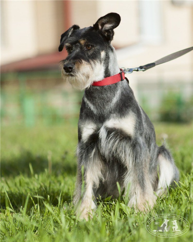 Метисы миттельшнауцера и спаниеля