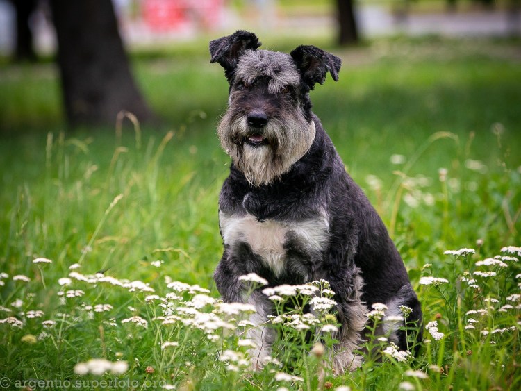 Щенки бородатики