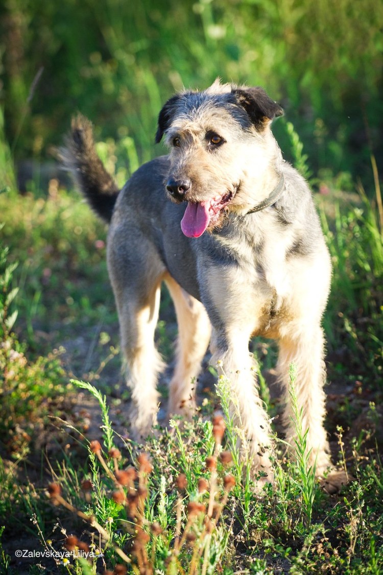 Метис Йорка и цвергшнауцера