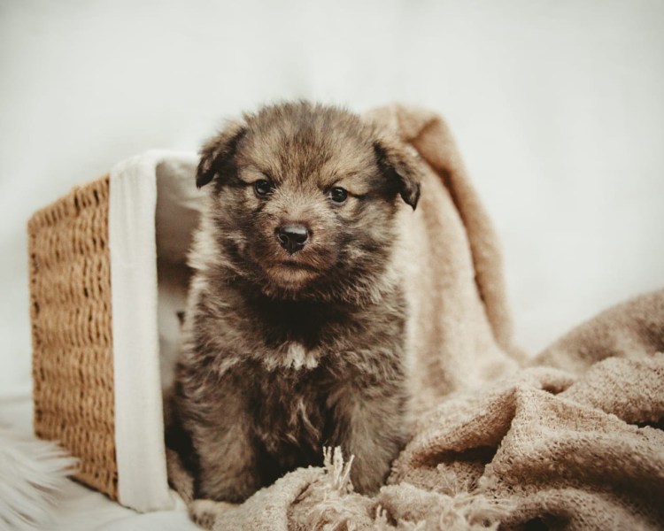 Шнауцер терьер