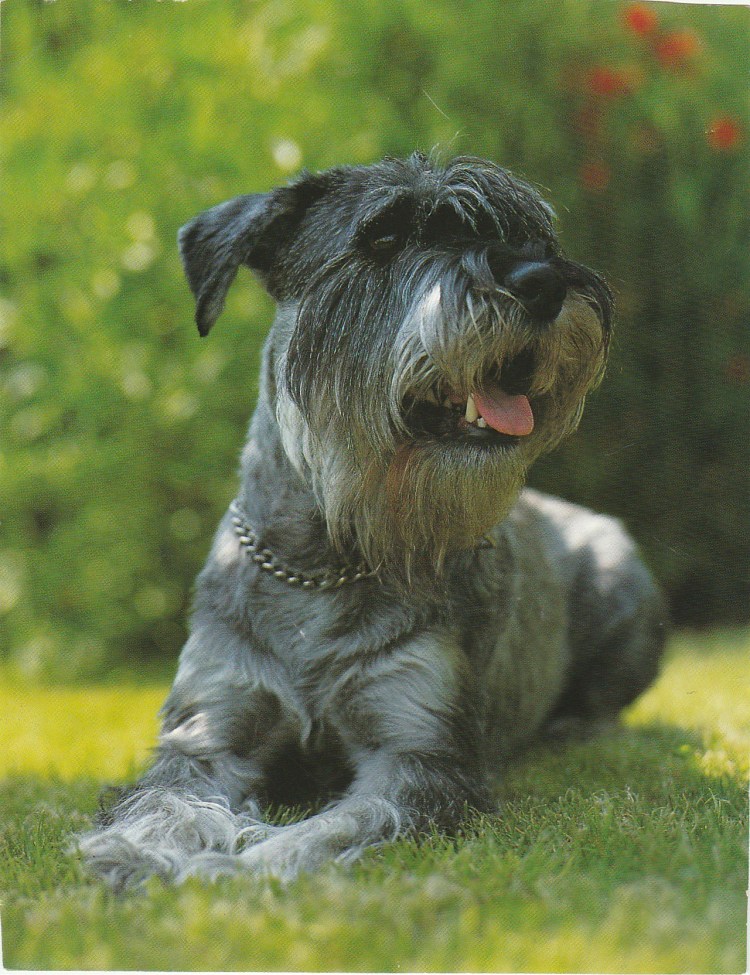 Метис ризеншнауцера