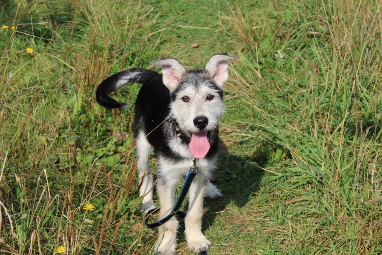 Порода собак Ризеншнауцер