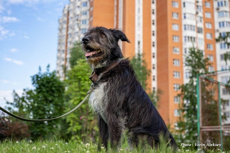 Миттельшнауцер чемпион