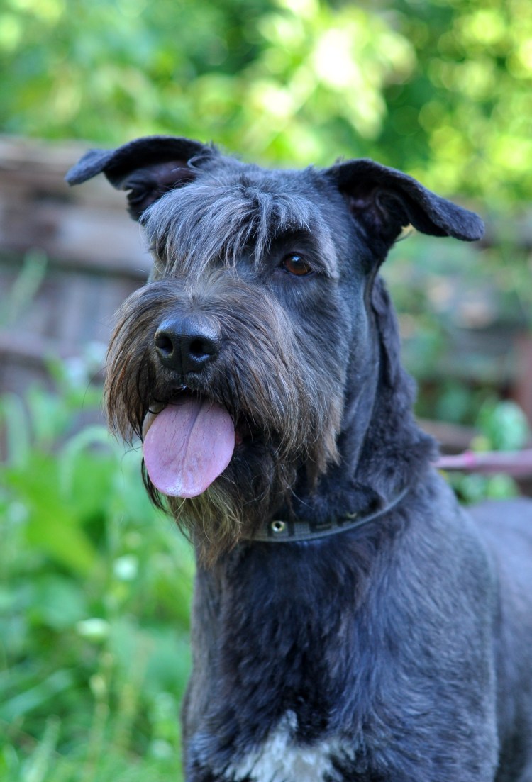 Ризеншнауцер миттель и цверг