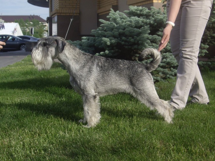 Метис ризеншнауцера и лабрадора