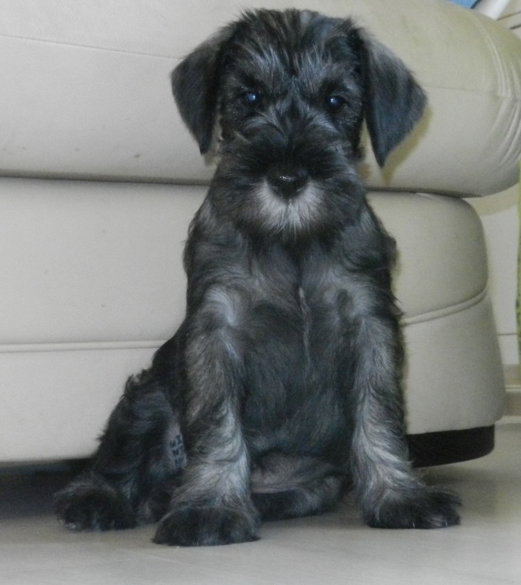 Метис цвергшнауцера и шпица