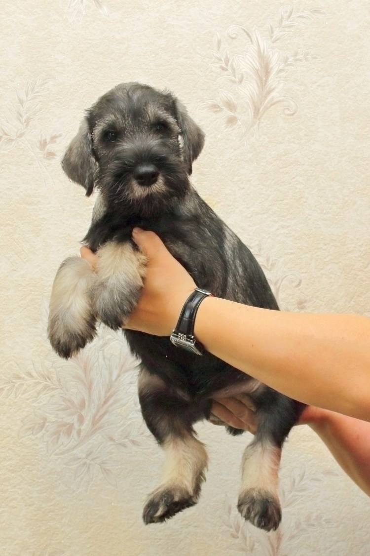 Цвергшнауцер метис