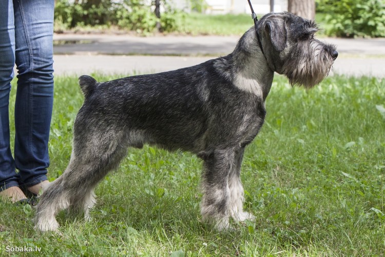 Дрессировка миттельшнауцера