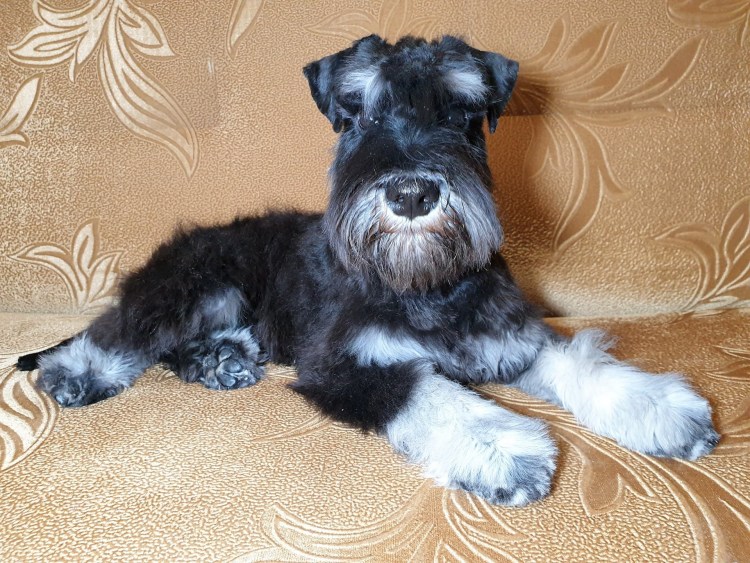 Цвергшнауцер метис