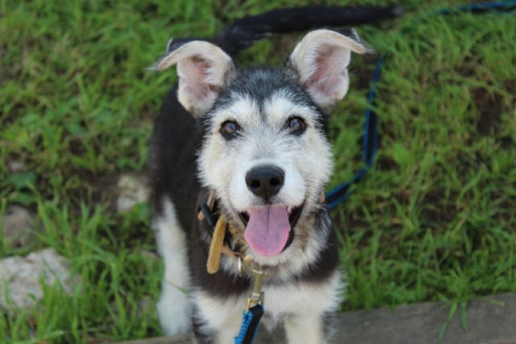 Ризер шнауцер мини