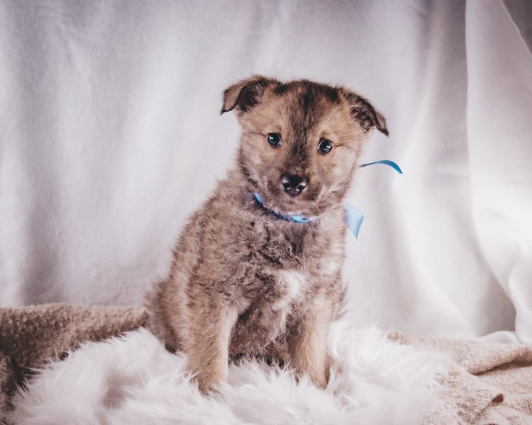 Цвергшнауцер метис