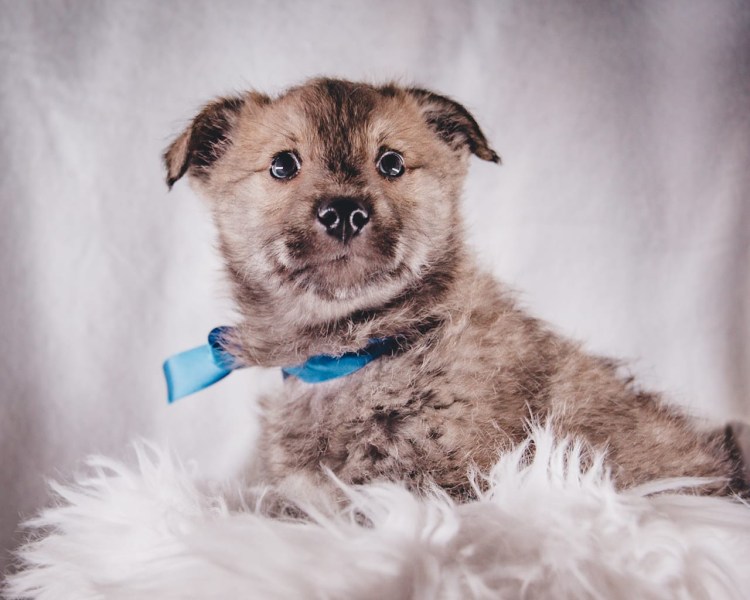 Цвергшнауцер метис