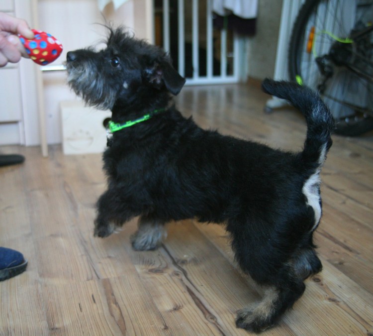 Метис шнауцера