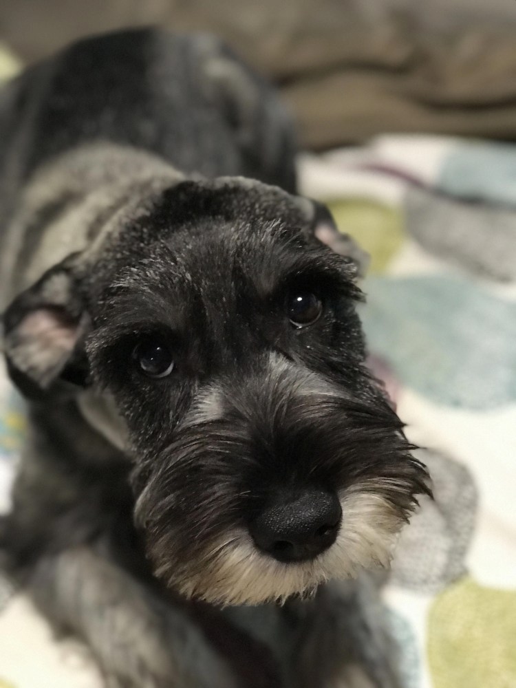 Schnoodle порода собак