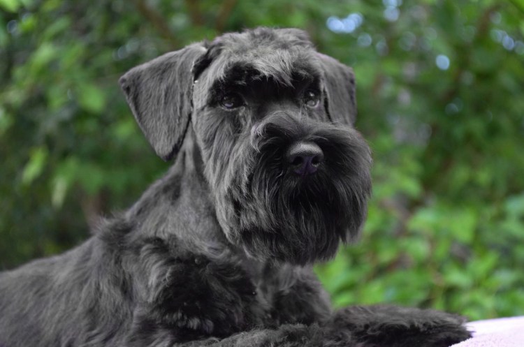 Такса кроличья жесткошерстная карликовая