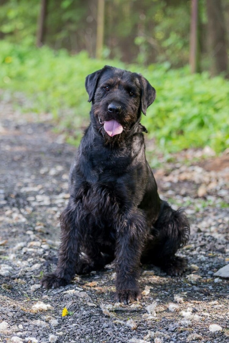 Щенки бородатики