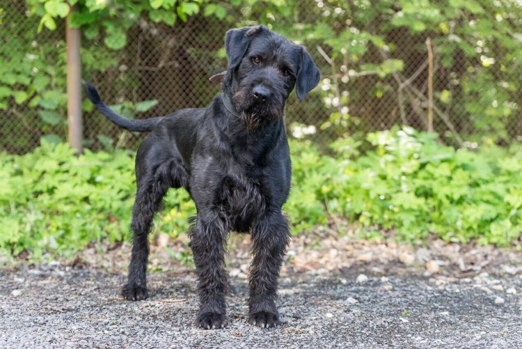 Собаки бородатики