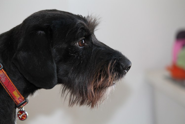 Кокер шнауцер спаниель