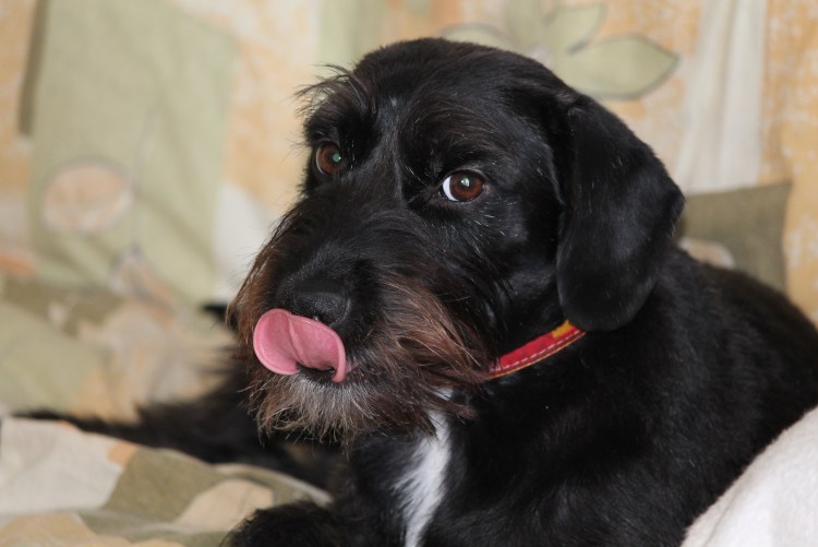 Миттель 2 мес