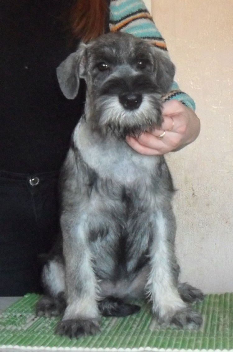 Терьеристый метис миттельшнауцера.