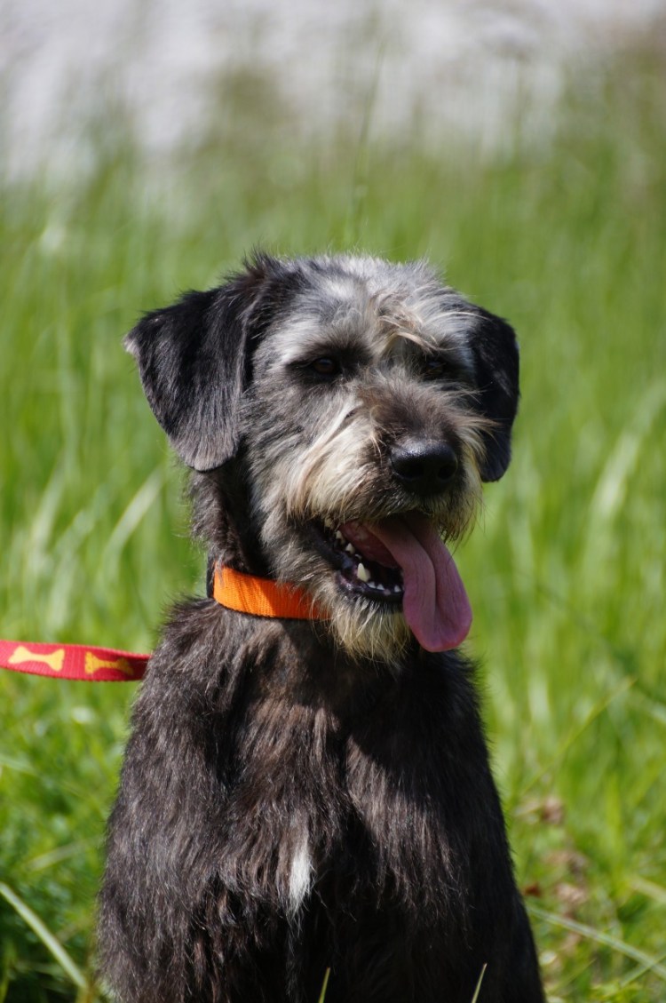 Эрдельтерьер Рэсси