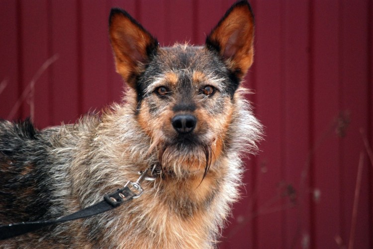Шнауцер терьер полукровка